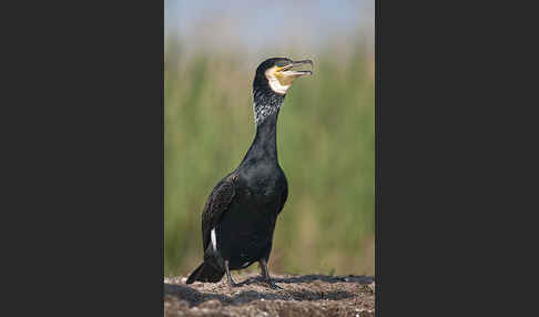 Kormoran (Phalacrocorax carbo)