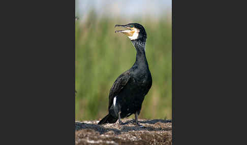 Kormoran (Phalacrocorax carbo)