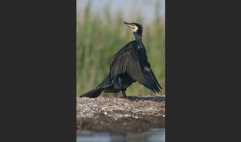 Kormoran (Phalacrocorax carbo)