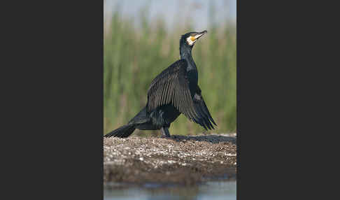 Kormoran (Phalacrocorax carbo)