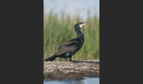 Kormoran (Phalacrocorax carbo)