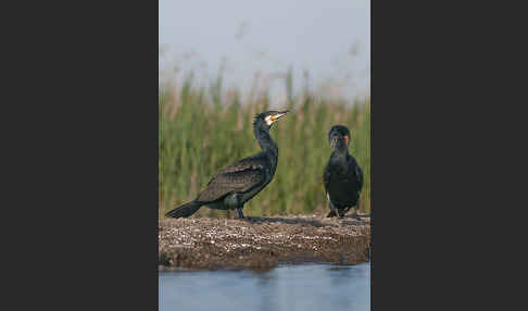 Kormoran (Phalacrocorax carbo)