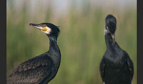 Kormoran (Phalacrocorax carbo)