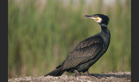 Kormoran (Phalacrocorax carbo)