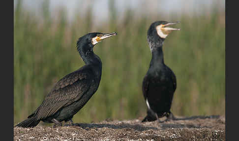 Kormoran (Phalacrocorax carbo)