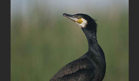 Kormoran (Phalacrocorax carbo)