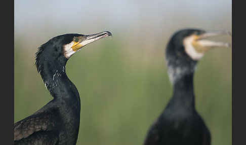 Kormoran (Phalacrocorax carbo)