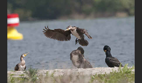 Kormoran (Phalacrocorax carbo)