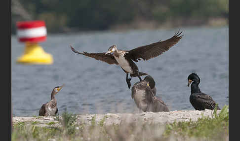 Kormoran (Phalacrocorax carbo)