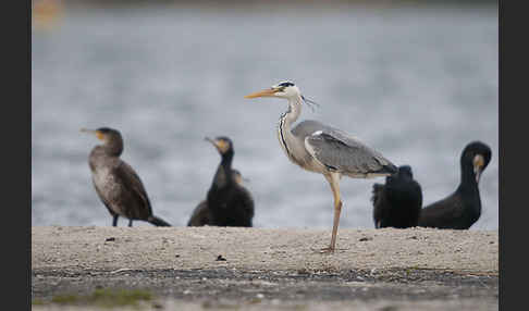 Graureiher (Ardea cinerea)