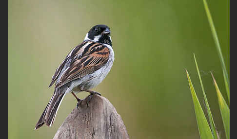 Rohrammer (Emberiza schoeniclus)