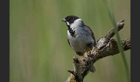 Rohrammer (Emberiza schoeniclus)