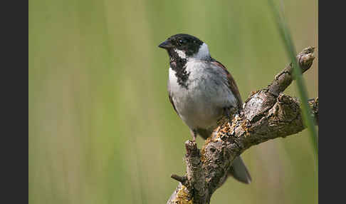 Rohrammer (Emberiza schoeniclus)