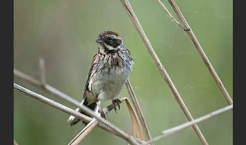 Rohrammer (Emberiza schoeniclus)