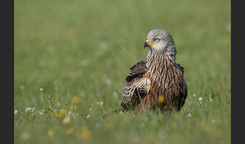 Rotmilan (Milvus milvus)