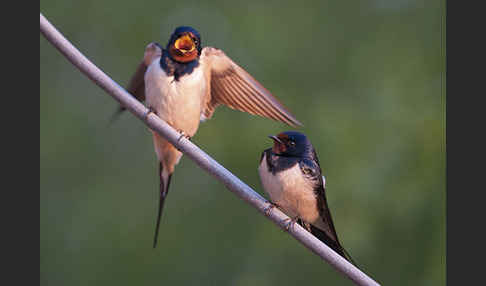 Rauchschwalbe (Hirundo rustica)