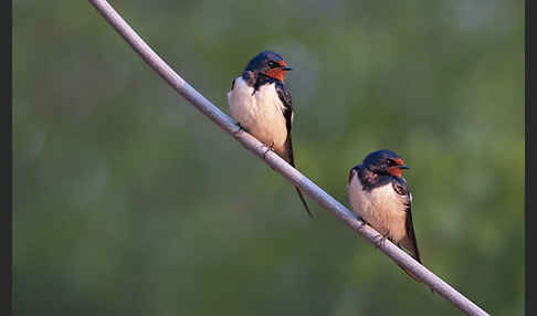 Rauchschwalbe (Hirundo rustica)