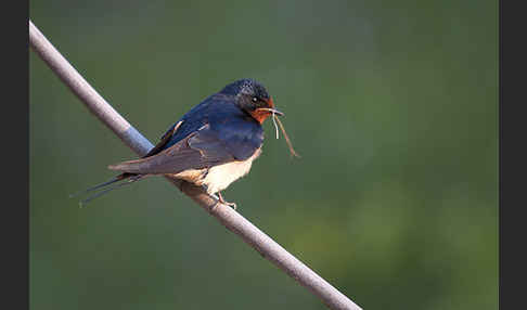 Rauchschwalbe (Hirundo rustica)