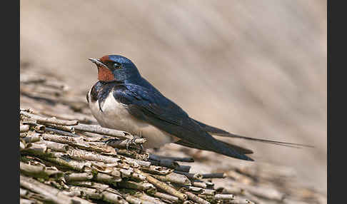 Rauchschwalbe (Hirundo rustica)