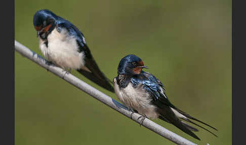 Rauchschwalbe (Hirundo rustica)