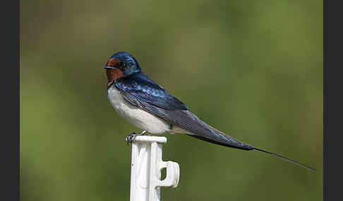 Rauchschwalbe (Hirundo rustica)