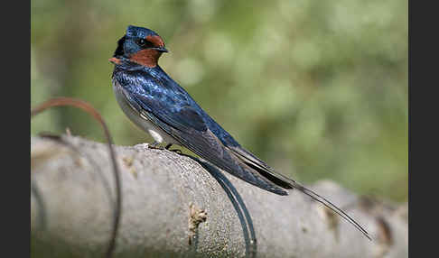 Rauchschwalbe (Hirundo rustica)