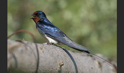 Rauchschwalbe (Hirundo rustica)