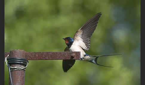 Rauchschwalbe (Hirundo rustica)