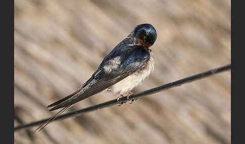 Rauchschwalbe (Hirundo rustica)