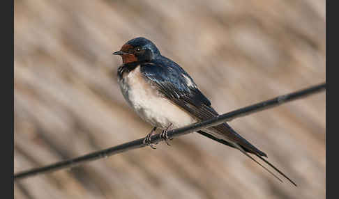 Rauchschwalbe (Hirundo rustica)