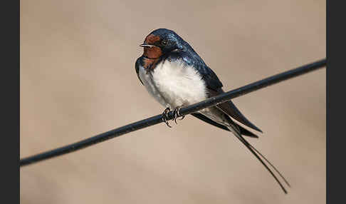 Rauchschwalbe (Hirundo rustica)