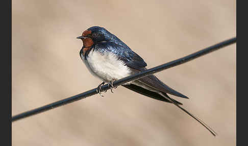 Rauchschwalbe (Hirundo rustica)