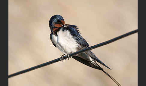 Rauchschwalbe (Hirundo rustica)