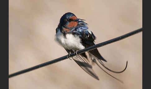 Rauchschwalbe (Hirundo rustica)