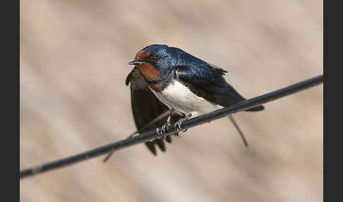 Rauchschwalbe (Hirundo rustica)