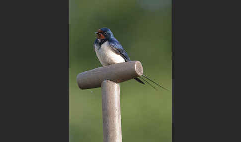 Rauchschwalbe (Hirundo rustica)