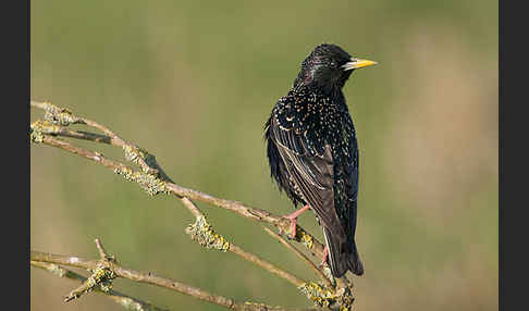 Star (Sturnus vulgaris)