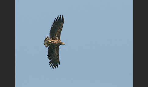 Seeadler (Haliaeetus albicilla)