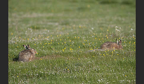 Feldhase (Lepus europaeus)