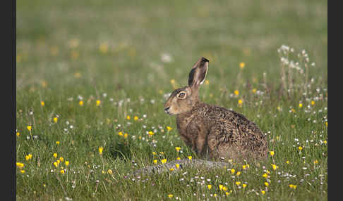 Feldhase (Lepus europaeus)