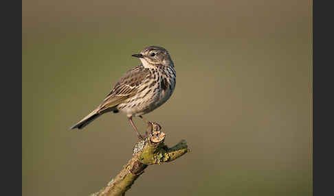 Wiesenpieper (Anthus pratensis)