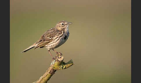 Wiesenpieper (Anthus pratensis)