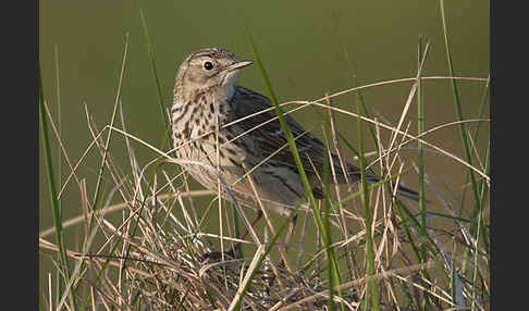 Wiesenpieper (Anthus pratensis)