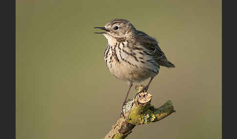 Wiesenpieper (Anthus pratensis)