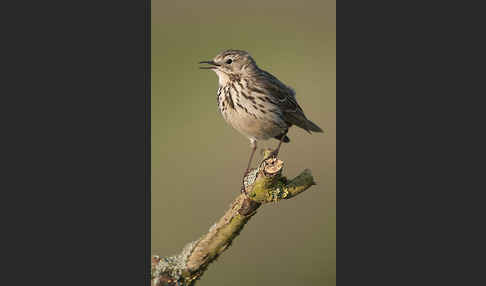 Wiesenpieper (Anthus pratensis)