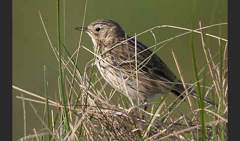 Wiesenpieper (Anthus pratensis)