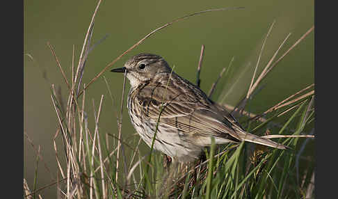 Wiesenpieper (Anthus pratensis)