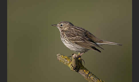 Wiesenpieper (Anthus pratensis)