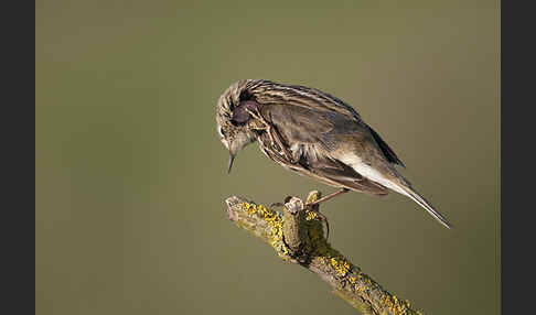 Wiesenpieper (Anthus pratensis)