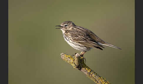 Wiesenpieper (Anthus pratensis)